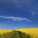 Agricultural Production in Ukraine and Russia: Economic Implications for Europe