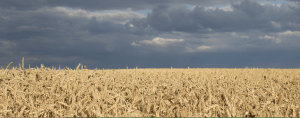 Ukraine. A field of wheat in August.